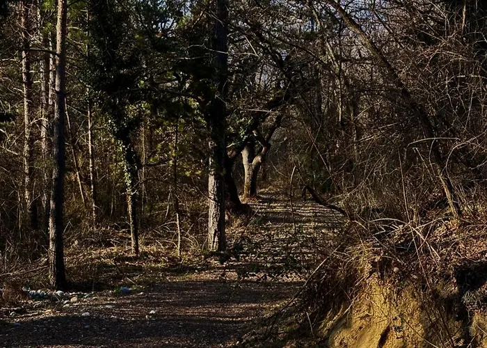 Hotes Avec Vue Panoramique Sur La Foret 3*